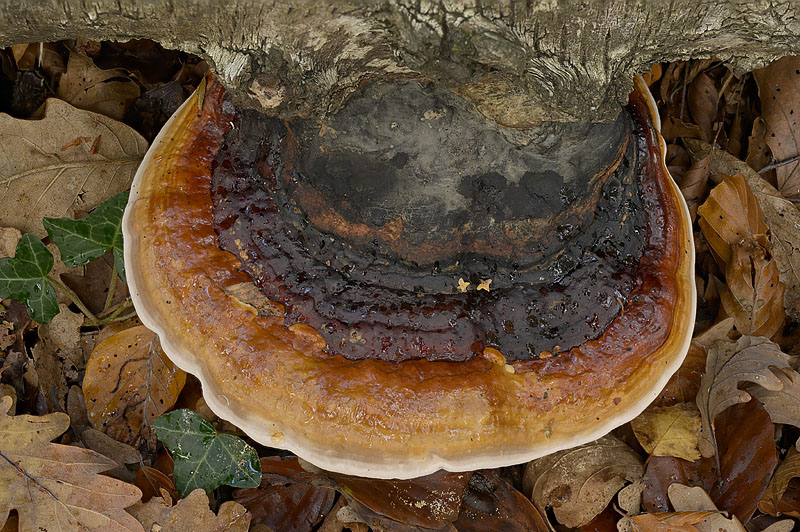 Fomitopsis pinicola